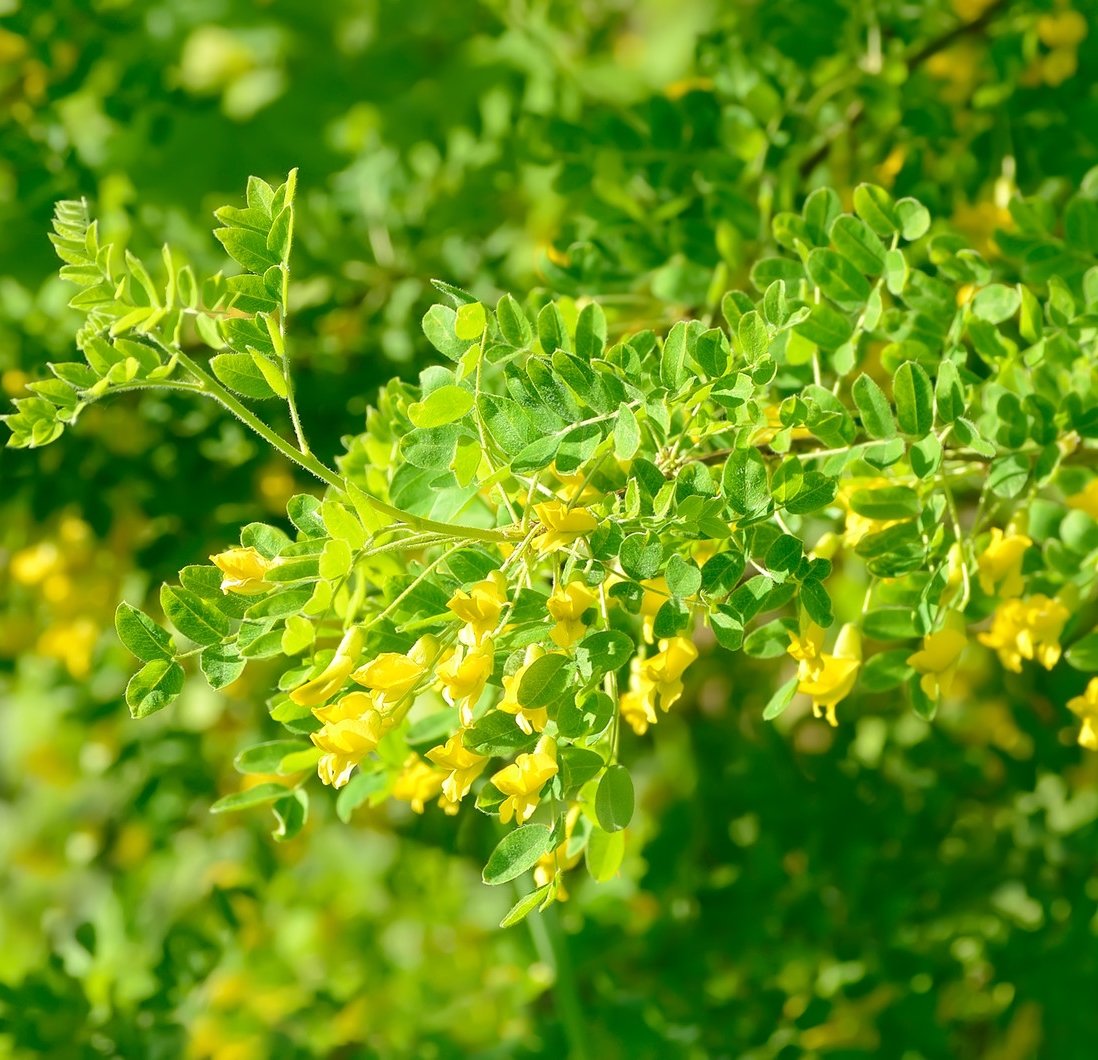Earthcare Seeds Siberian Pea Shrub showing edible pods for humans and wildlife