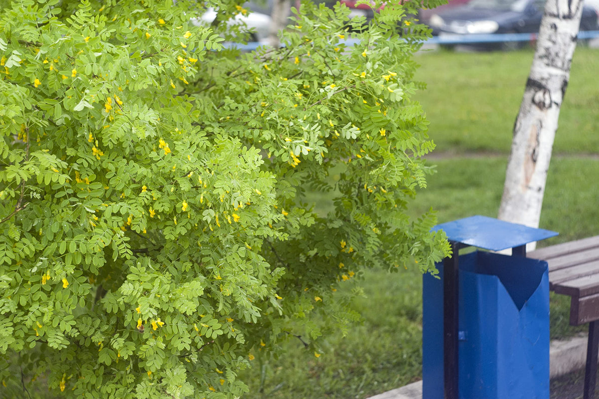 Earthcare Seeds Siberian Pea Shrub attracts butterflies and other pollinators