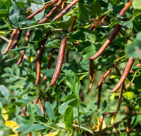 Earthcare Seeds Siberian Pea Shrub forming a windbreak and hedgerow