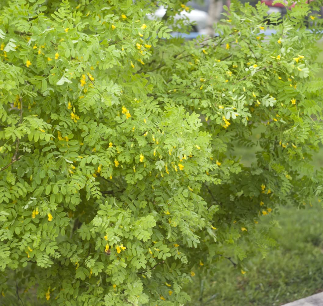 Earthcare Seeds Siberian Pea Shrub with yellow flowers attracting pollinators in spring