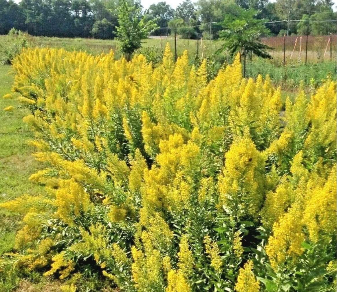 Earthcare Seeds soil stabilization goldenrod root system helps prevent erosion.