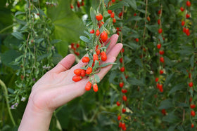 Earthcare Seeds Tibetan Goji Berry flower close-up suggesting seasonal bloom