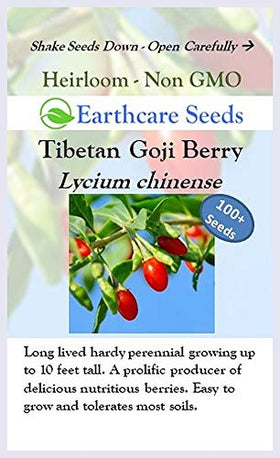 Earthcare Seeds Tibetan Goji Berry harvest-ready berries inviting snacking and drying