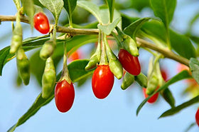 Earthcare Seeds Tibetan Goji Berry pruning guide image for better yields