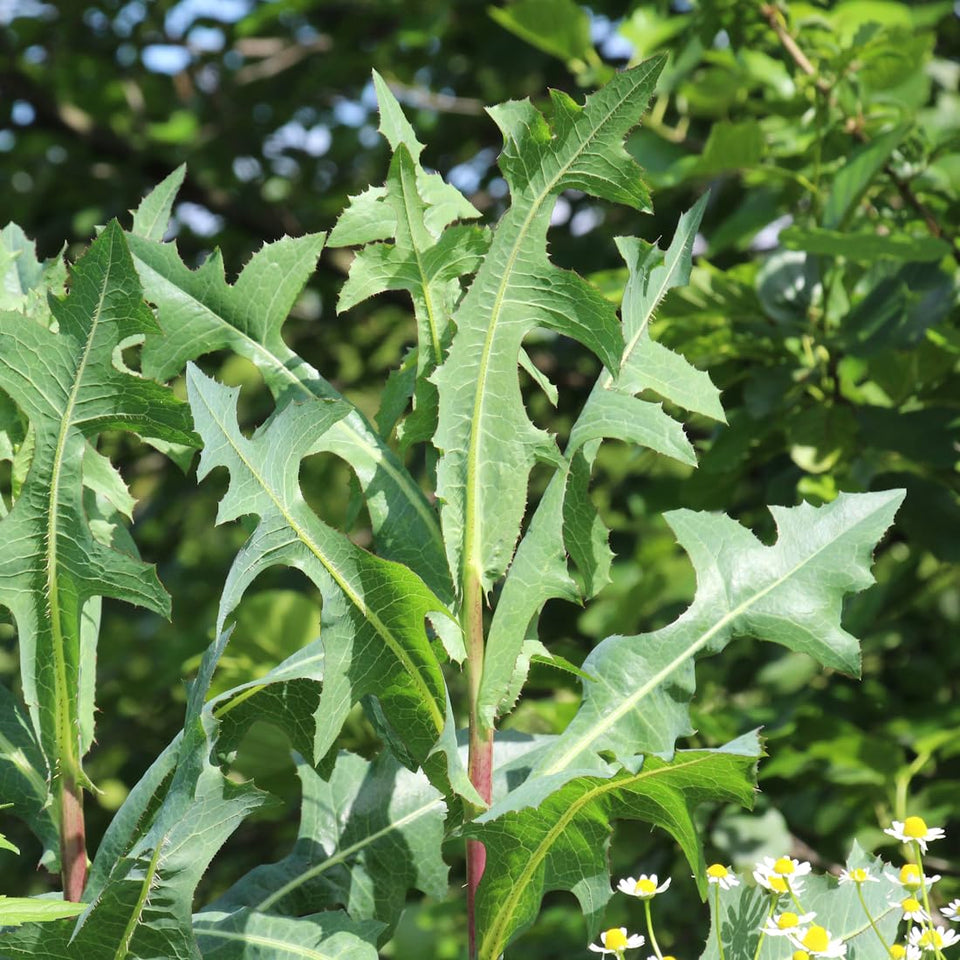Earthcare Seeds wild lettuce basal rosette in year one, leading to a tall second-year plant.