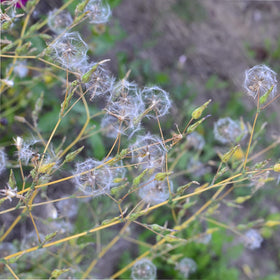 Earthcare Seeds prickly lettuce offers a bitter flavor presence and self-seeding for low-maintenance beds.