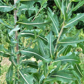 Earthcare Seeds wild lettuce full plant emerging from the rosette for a dramatic garden display.