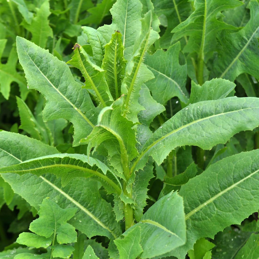 Earthcare Seeds heirloom wild lettuce is non-GMO and open-pollinated, suitable for fall sowing.