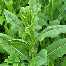 Earthcare Seeds heirloom wild lettuce is non-GMO and open-pollinated, suitable for fall sowing.