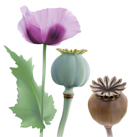 Earthcare Seeds Giant Poppy in wildflower garden — ideal for naturalized borders.
