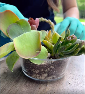 Earthcore pumice supports drainage while maintaining nutrients.