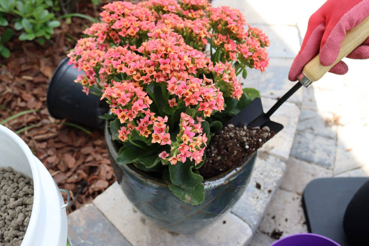 Earthcore Pure Icelandic Pumice promotes robust root development in pots.