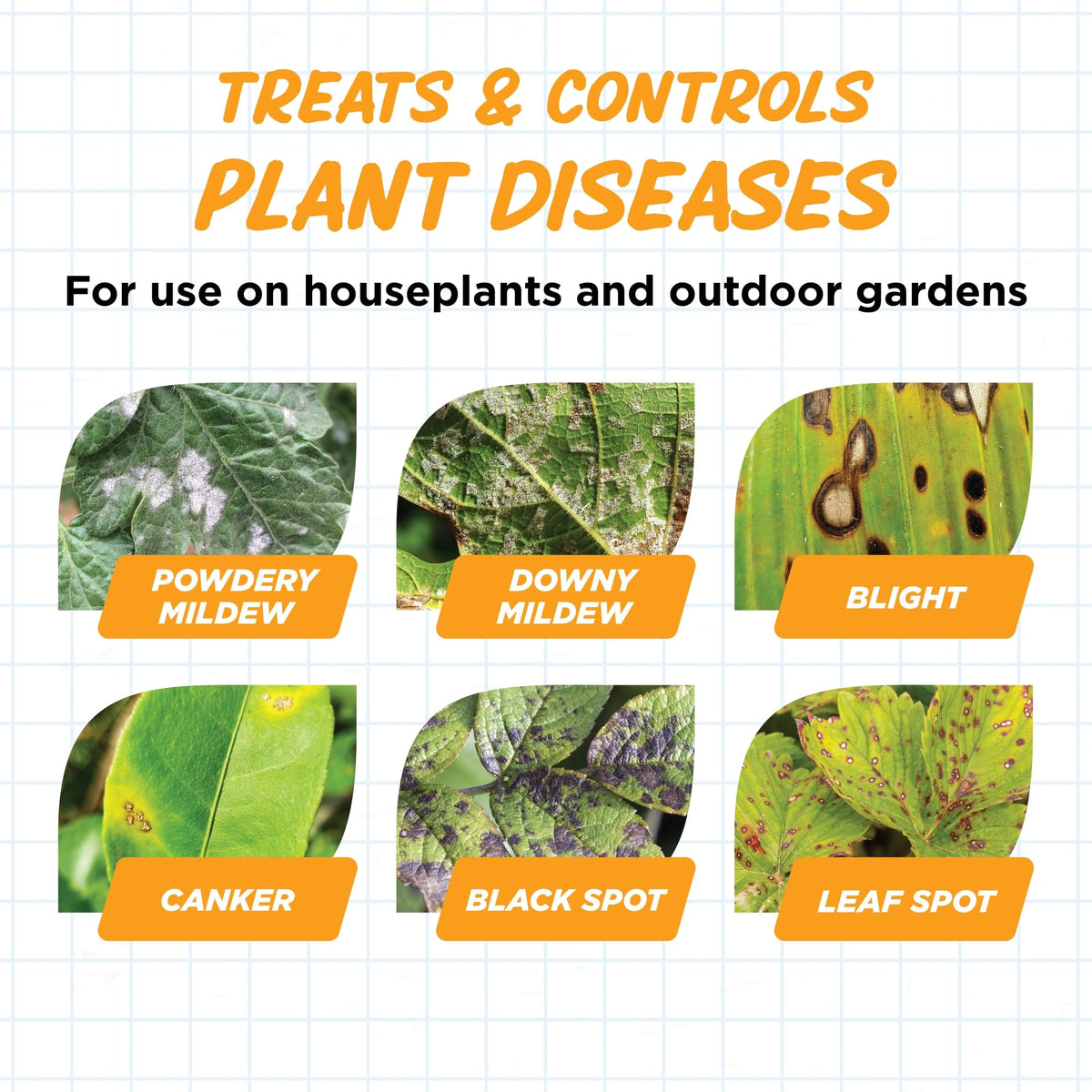 Earth’s Ally rose disease treatment helping blooms stay vibrant