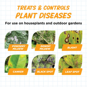 Earth’s Ally rose disease treatment helping blooms stay vibrant