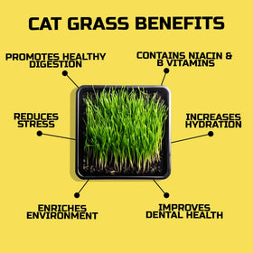 Easy Peasy CATGRASS oat grass close-up highlights vibrant green growth.