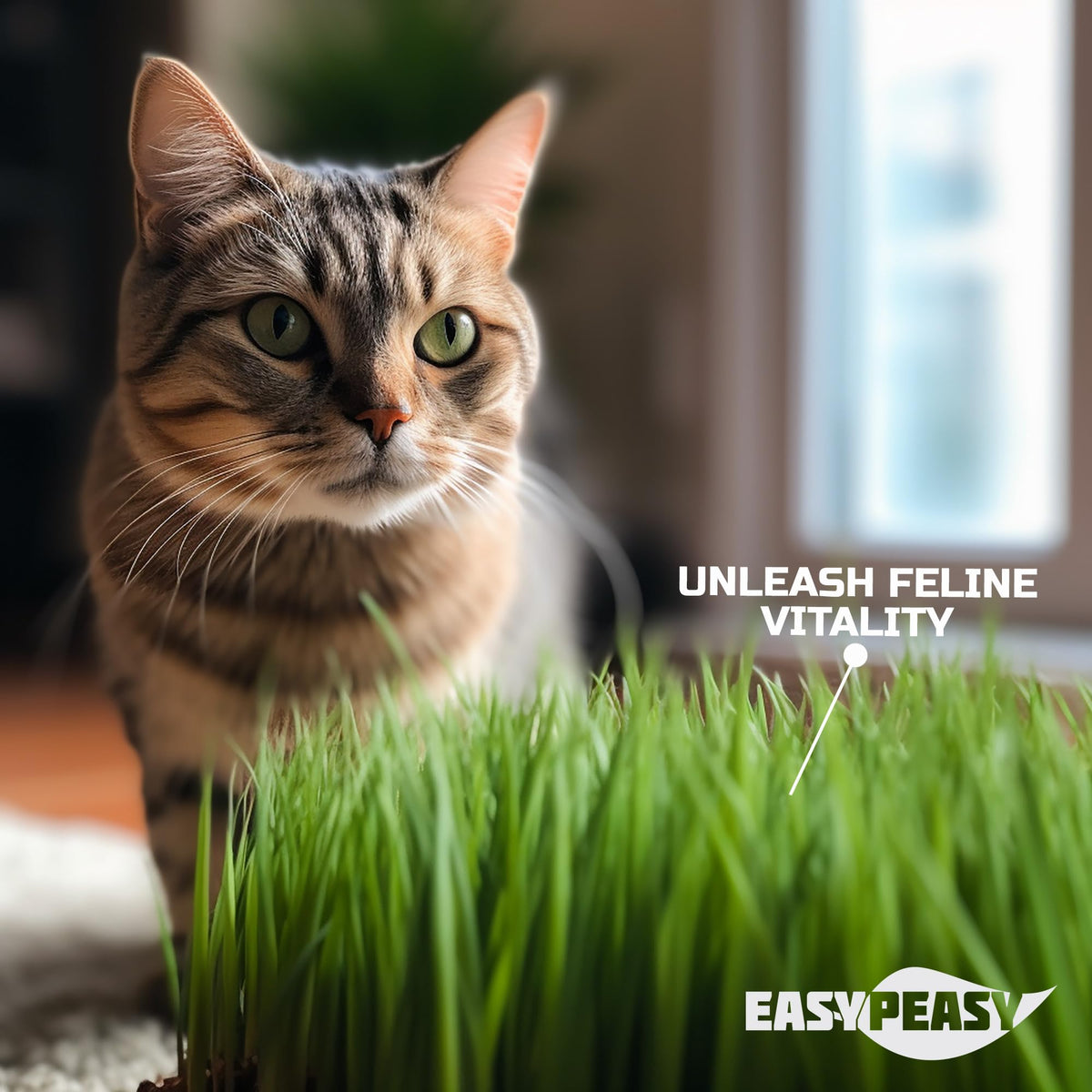Easy Peasy CATGRASS seeds in a resealable bag, easy to grow year-round.