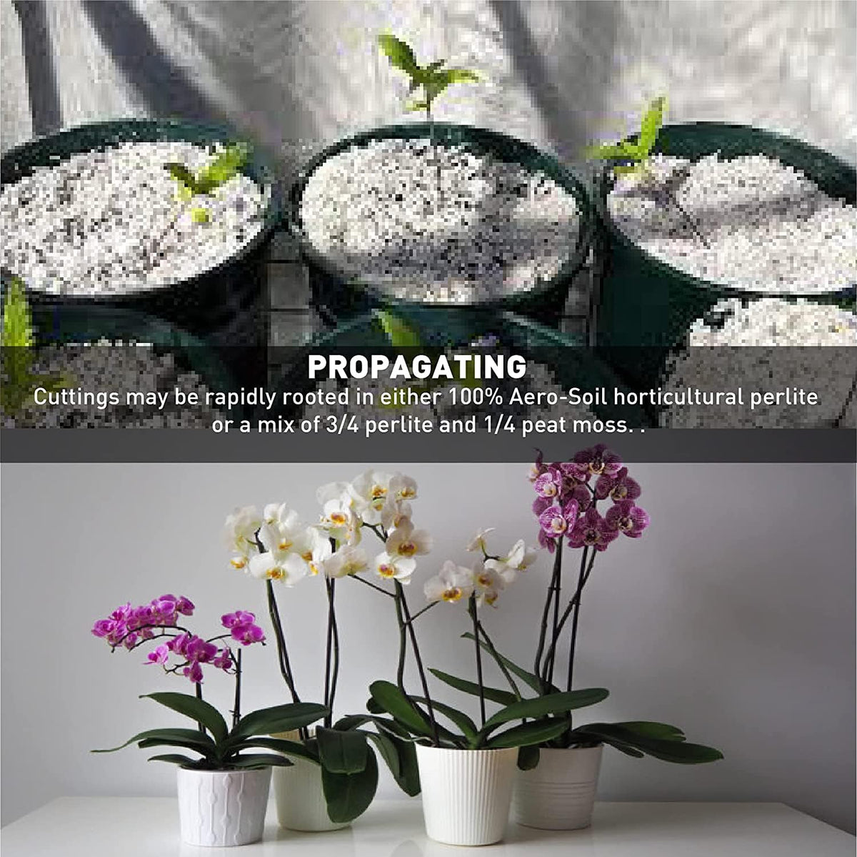 EASYGO Aero-Soil Perlite rooting setup highlights easy removal with minimal root damage