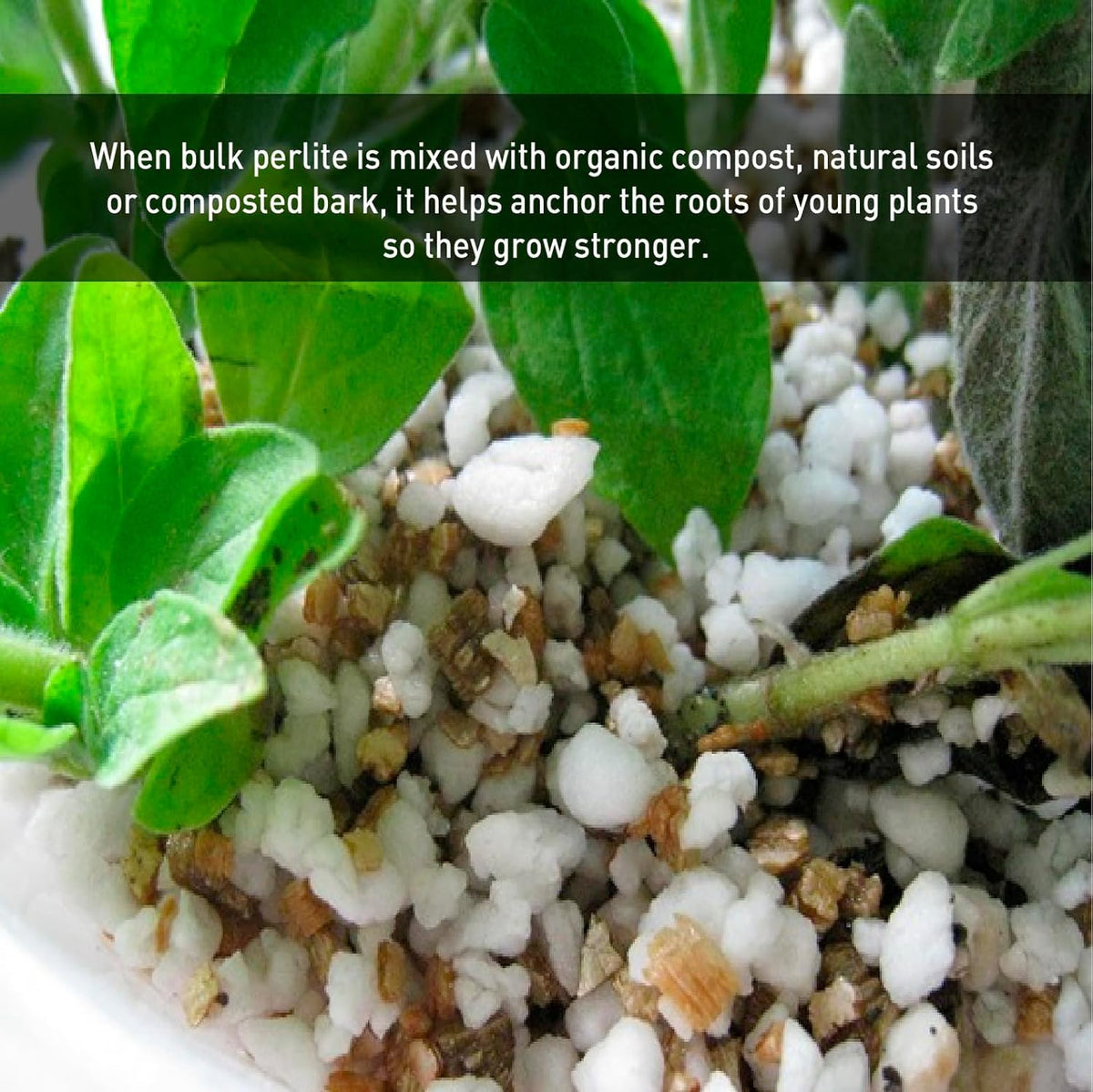 Dense root growth with EasyGo Perlite in containers and raised beds.