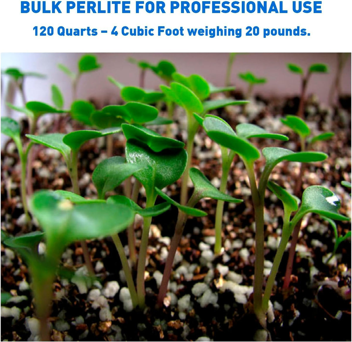EasyGo Perlite added to soil mix improves texture and uniform media.