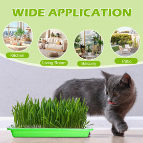 EBaokuup BPA-free PP material tray supports healthy home sprouting