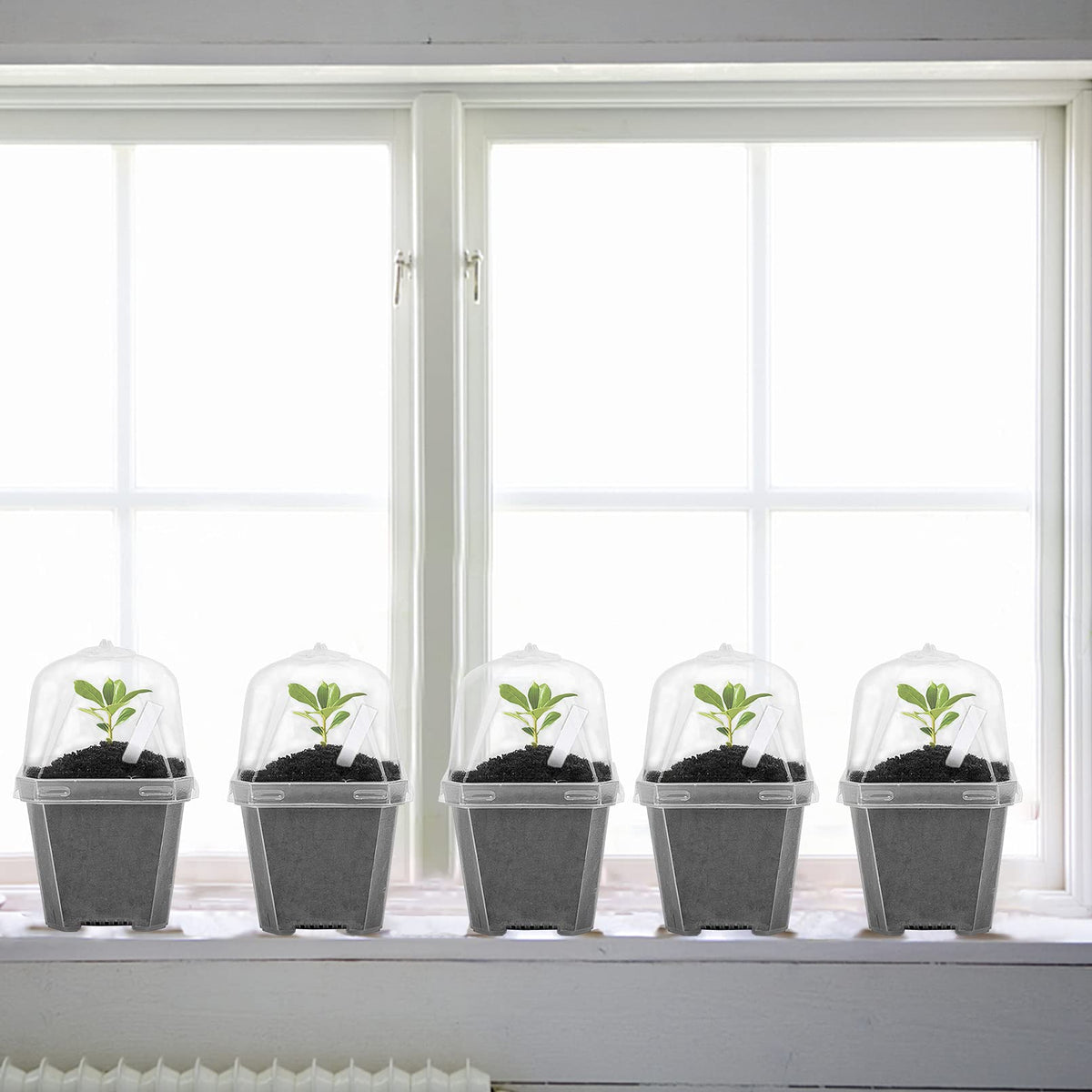EBaokuup mini plants thrive in clear pots on a sunny sill.