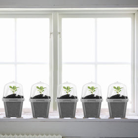 EBaokuup mini plants thrive in clear pots on a sunny sill.