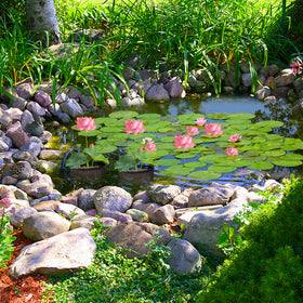 EBaokuup black square pond pots blending with water garden surroundings