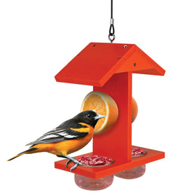 EcoCycle Citrus Sampler orange feeder attracts orioles in the backyard.