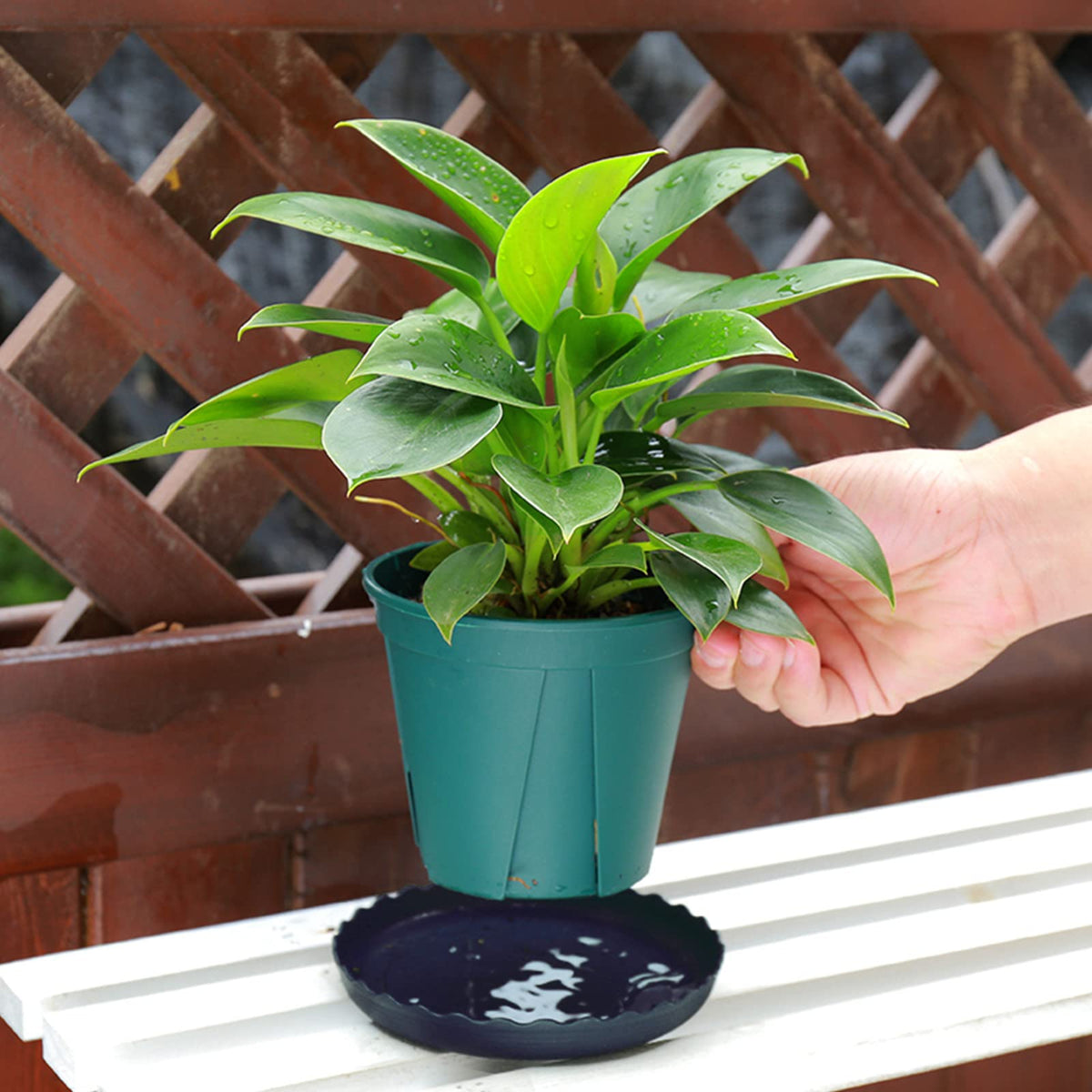 ECOESPTI plant saucer set pack contains twelve pieces for versatile placement