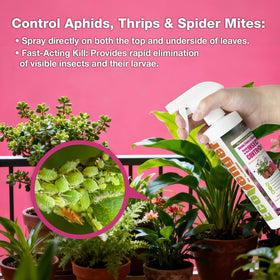 EcoVenger gnats control illustrating soil treatment to stop larvae