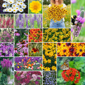 Eden Brothers All Perennial Wildflower Seeds in a 1 lb bag for pollinator-friendly beds.