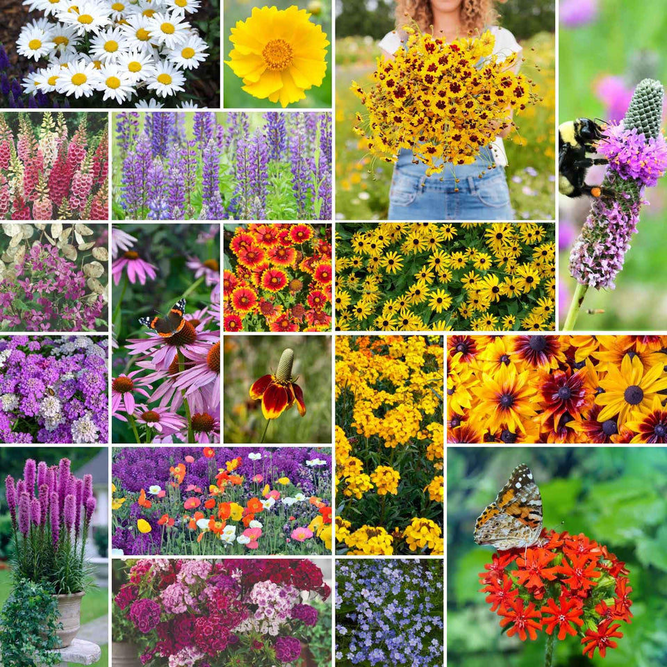 Eden Brothers All Perennial Wildflower Seeds in a 1 lb bag for pollinator-friendly beds.