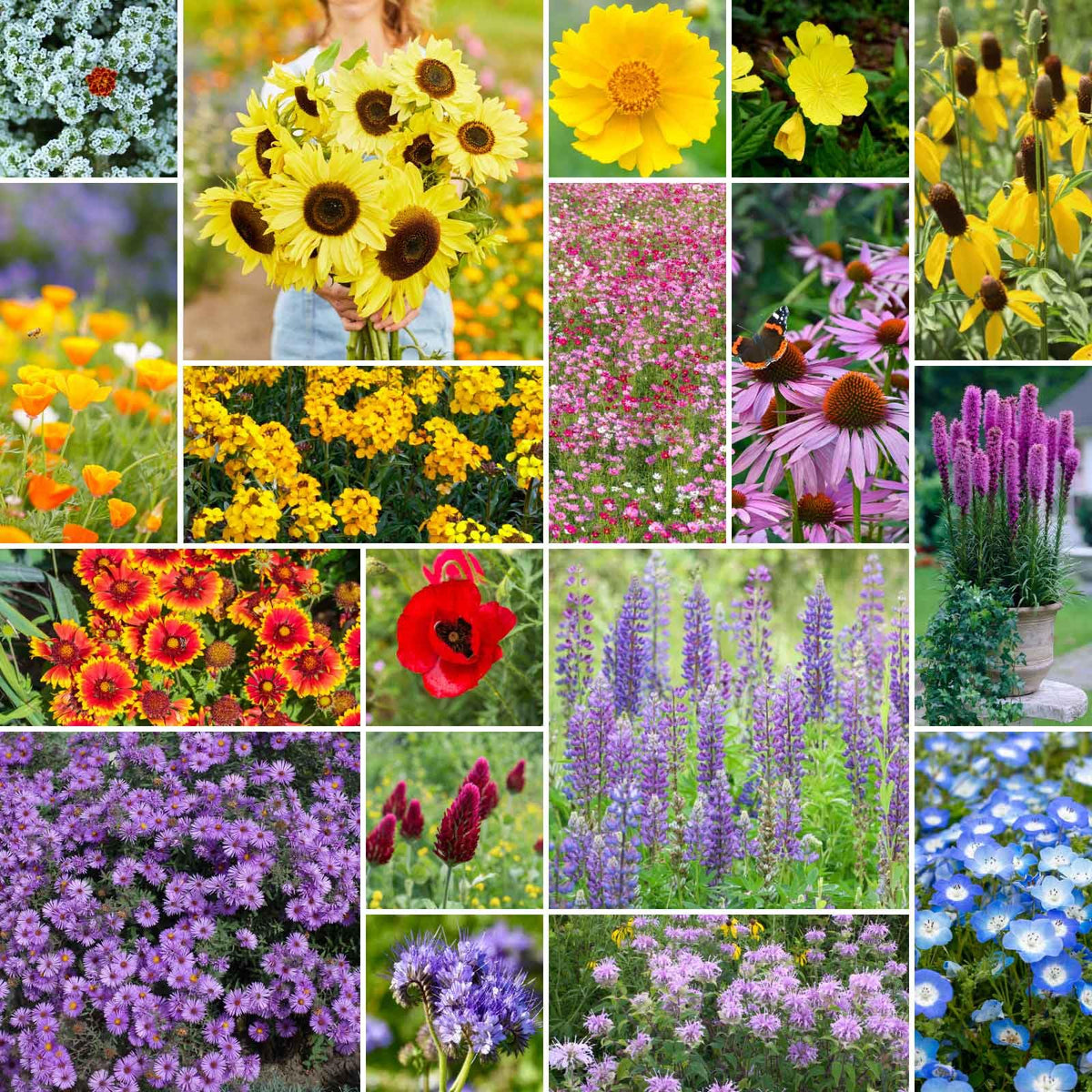 Eden Brothers Bees Knees packaging shows pure, non-GMO seeds for pollinator-friendly beds