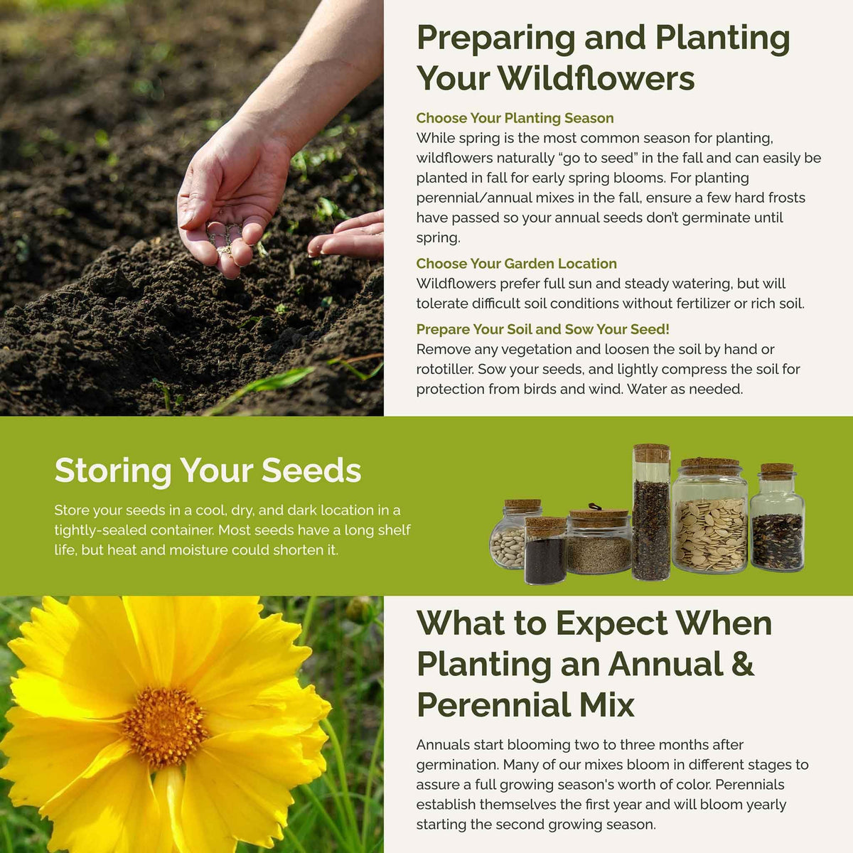 Spring or fall planting guide for Eden Brothers Bees Knees mix in a garden bed