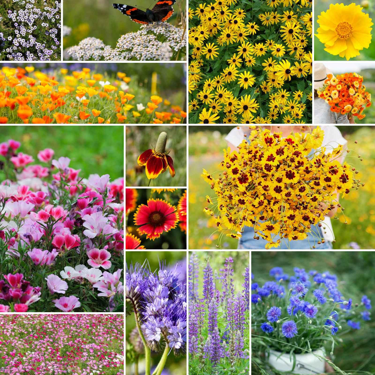 Eden Brothers seed pack front view for bird and butterfly wildflower mix pollinator.