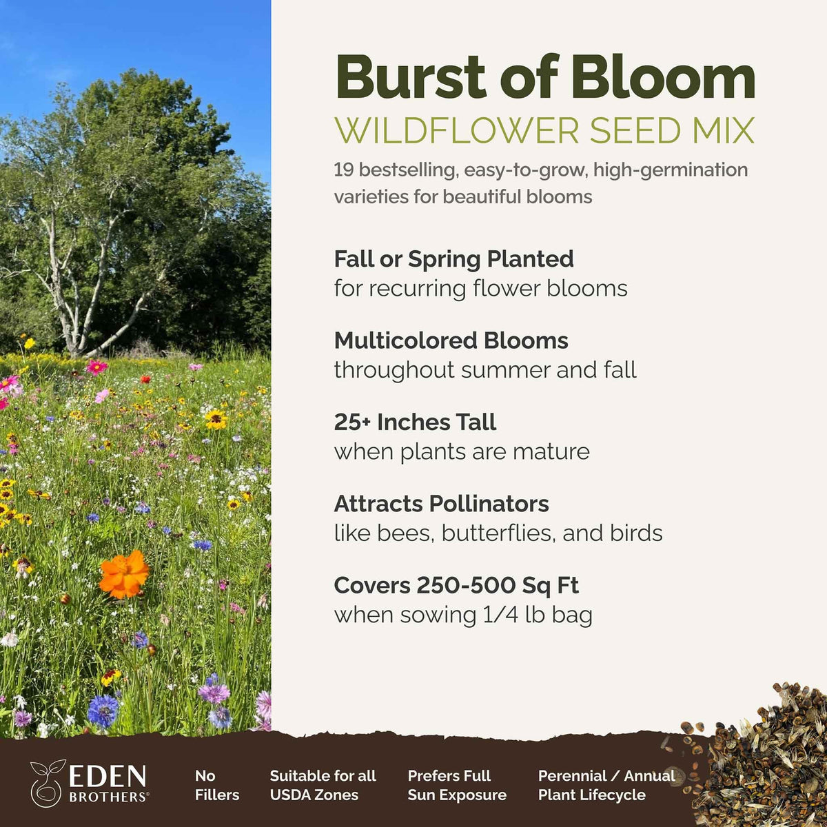 Eden Brothers Burst of Bloom black-eyed Susan bloom adds long lasting color and attracts pollinators