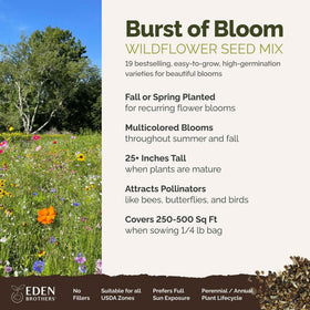 Eden Brothers Burst of Bloom black-eyed Susan bloom adds long lasting color and attracts pollinators