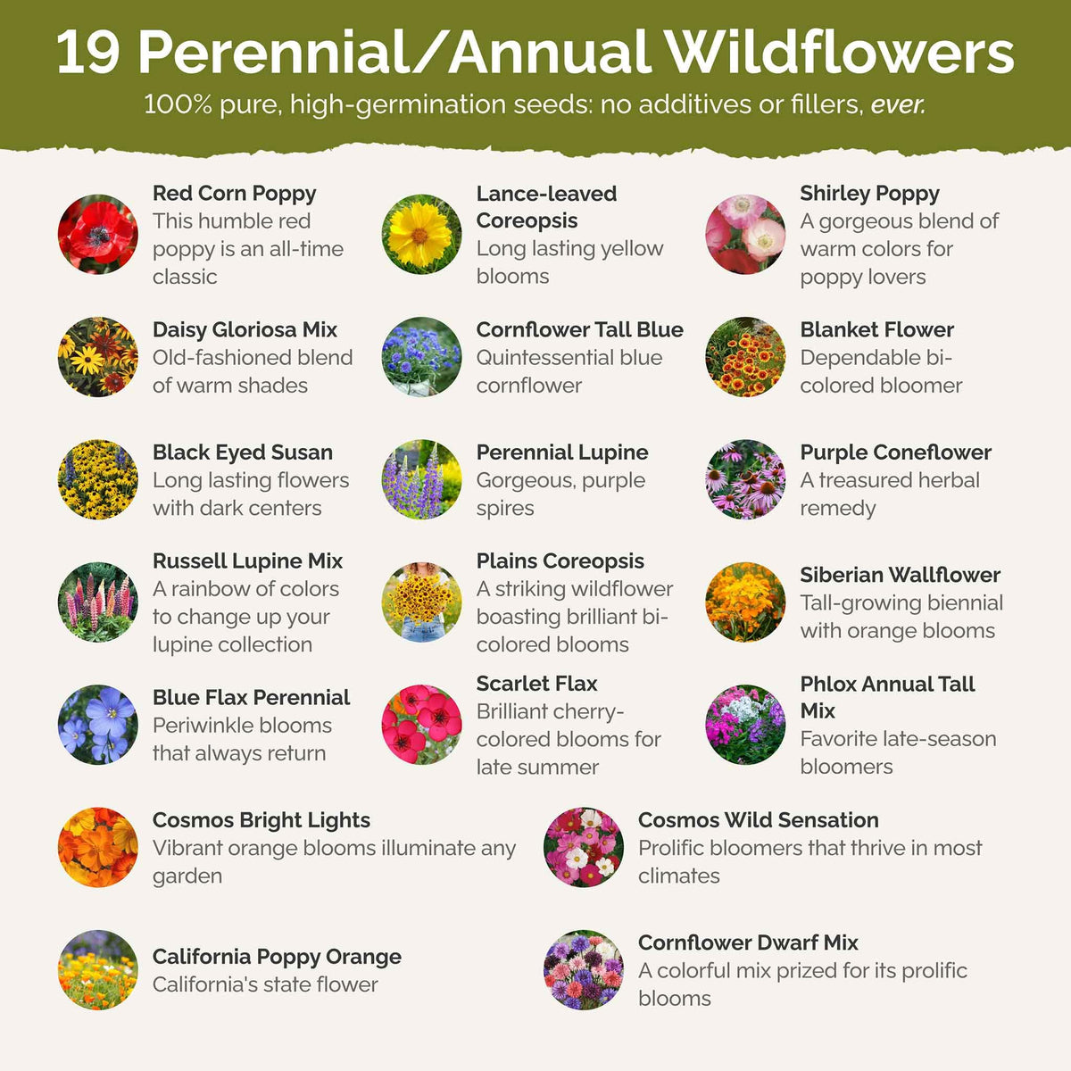 Eden Brothers Burst of Bloom coreopsis lance-leaf bloom brightens beds and supports pollinators