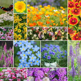 Eden Brothers deer-resistant wildflower mix front label showing 13 species for pollinators.