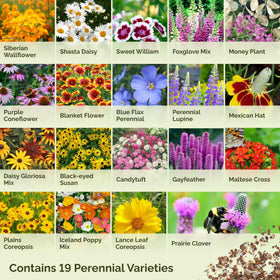 Eden Brothers Lupine and Shasta Daisy in a vibrant garden bed for summer color.