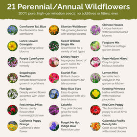 Eden Brothers pollinator-friendly wildflowers attract bees and butterflies.