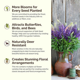 Eden Brothers Texas Wildflower mix displays vibrant bloom colors.
