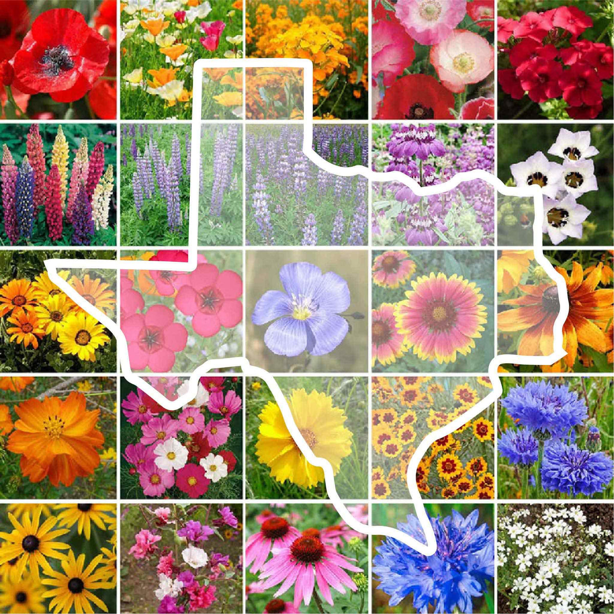 Eden Brothers Texas Wildflower seed pack front view inviting pollinators.