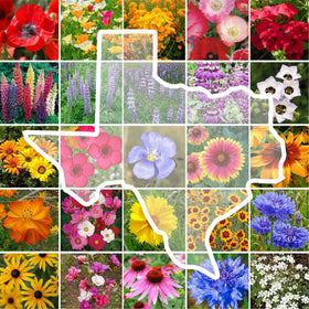 Eden Brothers Texas Wildflower seed pack front view inviting pollinators.
