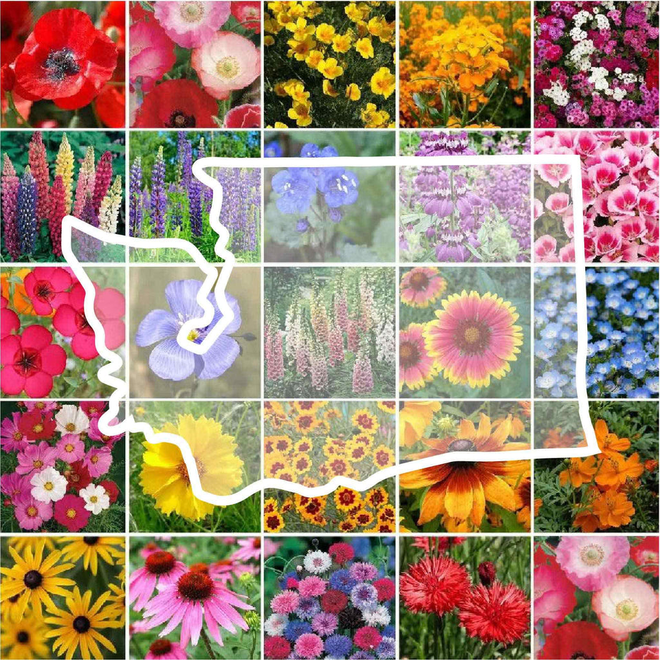 Eden Brothers Washington wildflower mix seed pack front, ideal for gifting and spring planting.