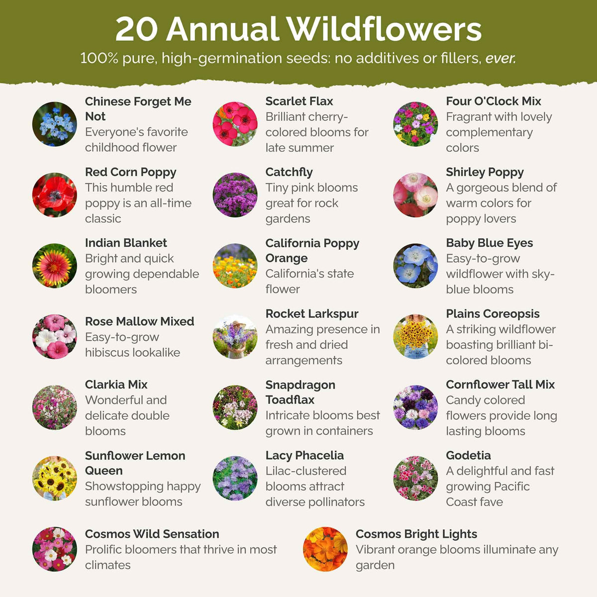 Eden Brothers wildflower mix bloom preview showing varied colors