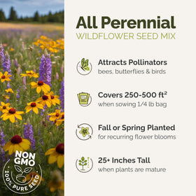 Eden Brothers wildflower mix drawing bees and butterflies to a sunlit garden.