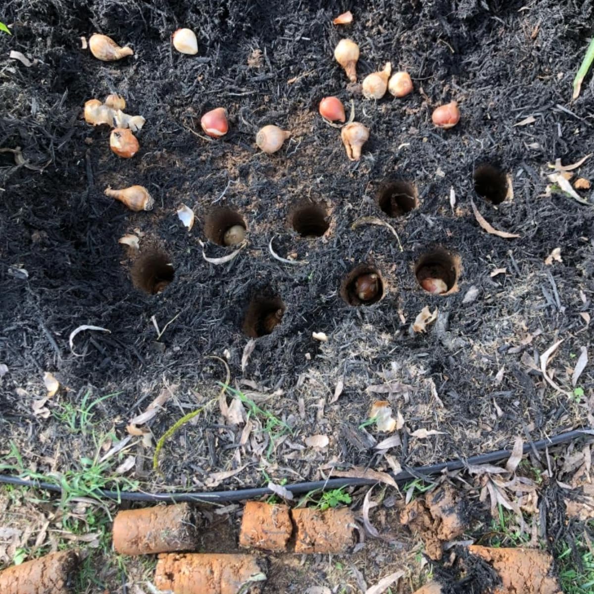 Edward Tools bulb planter used in heavy soil for efficient bulb seating.