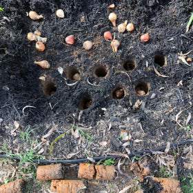 Edward Tools bulb planter used in heavy soil for efficient bulb seating.