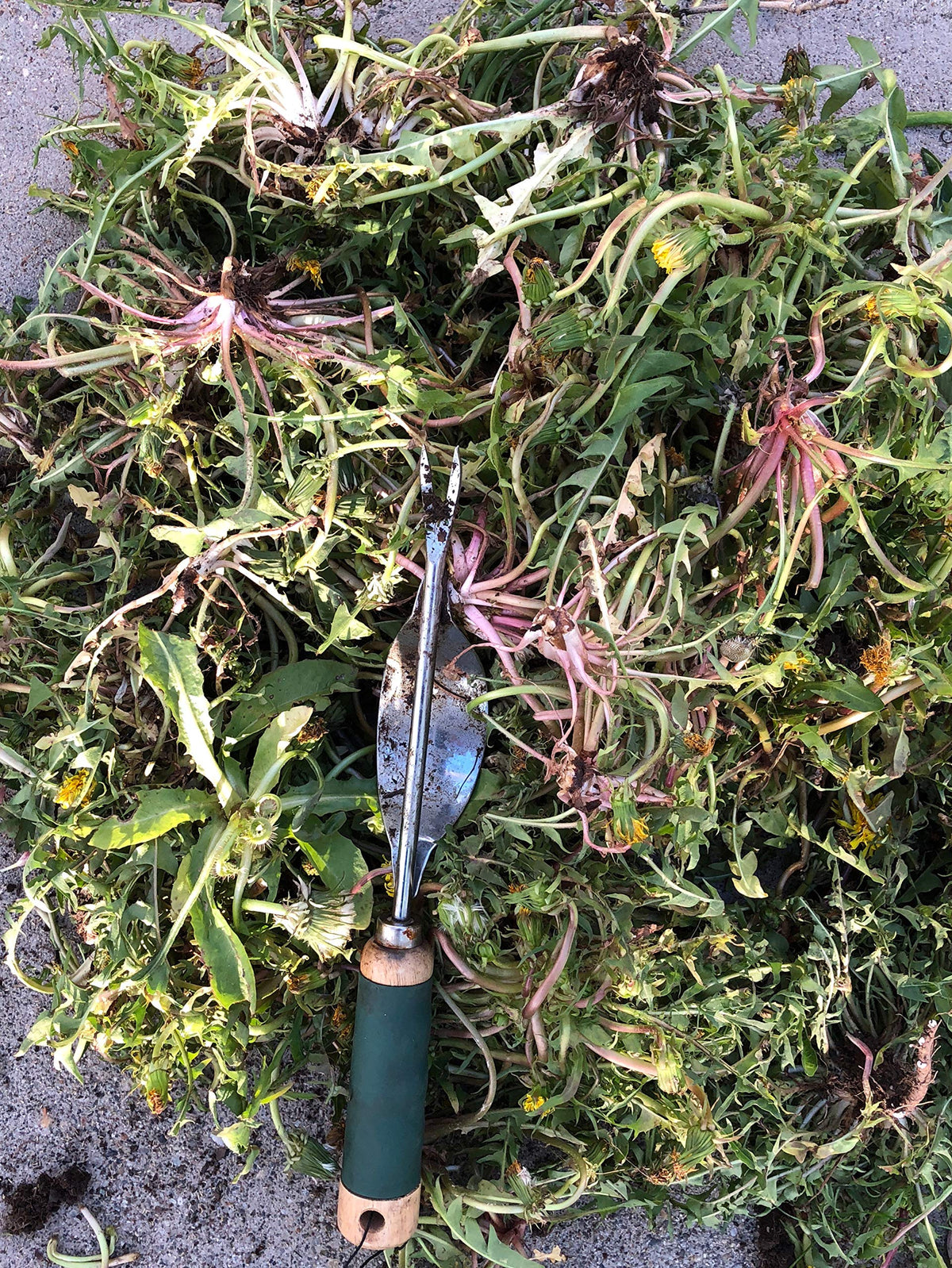 Edward Tools deep V nose digs to root level for lasting removal